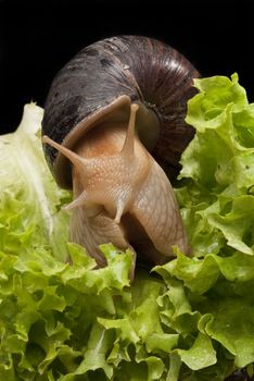 Giant african snail crawling on lettuce