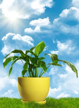 Green decorative plant in yellow flowerpot standing on grass. With cloudscape background.