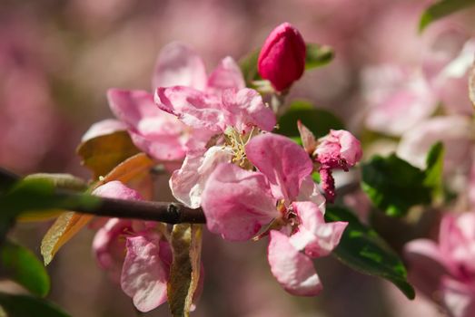 Branch of a pink apple blossoms closeup. Small DOF