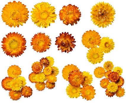 Set of different flower blossoms isolated on white background. With clippng path. Very high resolution image. 