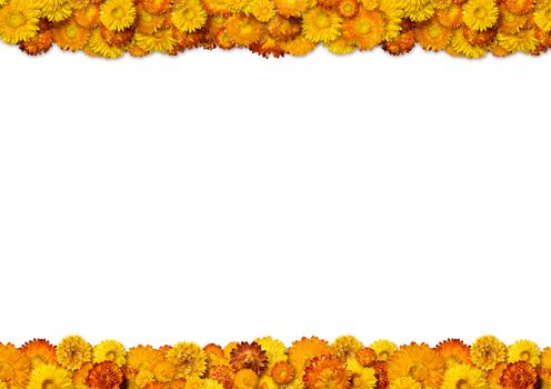 Yellow and orange flowers frame with space for copy. Isolated on white background. With clipping path