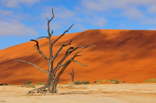 A lonely tree skeleton at Deadvlei near Sossusvlei, Namibia