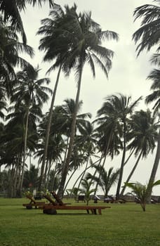 Sunbeds surrounded by Palm Trees on a cloudy day in Sri Lanka