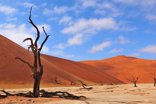 A lonely tree skeleton at Deadvlei near Sossusvlei, Namibia