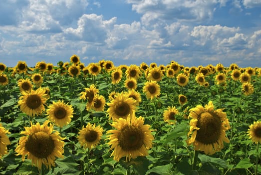 Field of sunflowers on a background of the blue sky with clouds