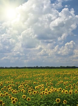 Field of sunflowers on a background of the blue sky with clouds