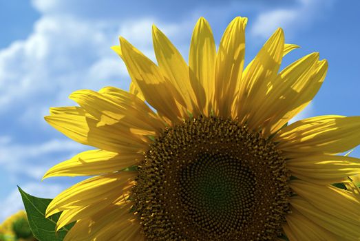 Sunflower closeup on a background of the blue sky with clouds