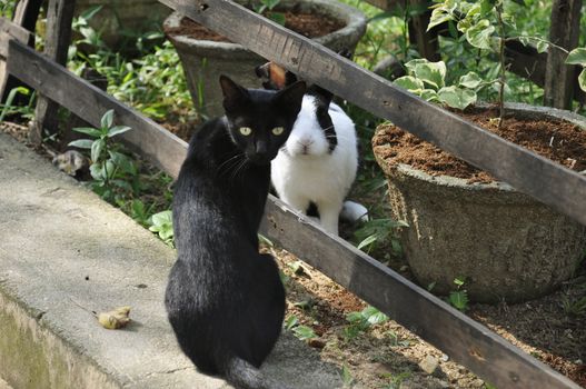 A cat and a rabbit living in harmony at a monastery in Sri Lanka