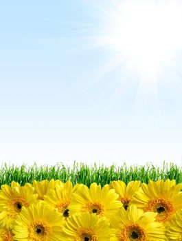 Sunny background with green grass and yellow flowers suitable for seasonal (summer or spring) designs, copyspace for text