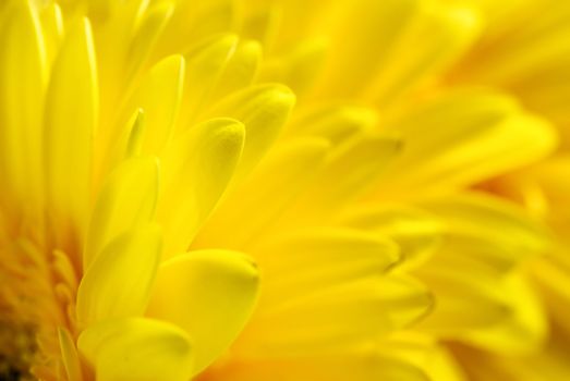 Yellow flowers background, suitable for seasonal (summer or spring) designs, copyspace for text
