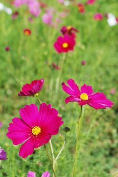 Beautiful and colorful cosmos field