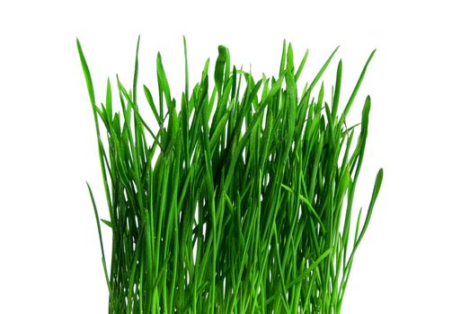 Dew on Seamless fresh spring green grass isolated on white background