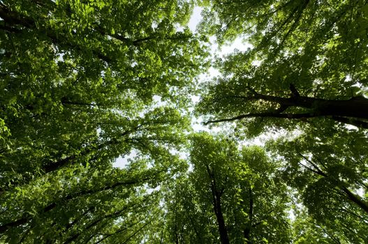 wide up view of fresh summer trees