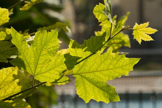 Close view of some green leafs on the sun.