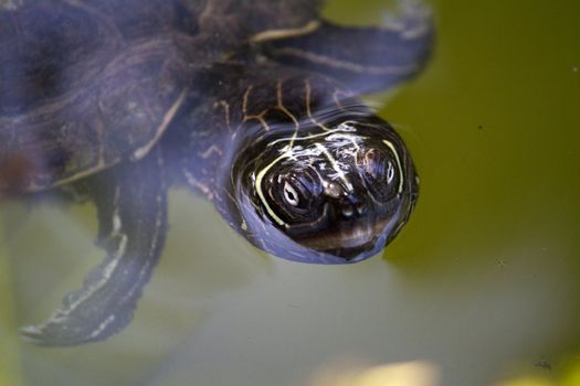 Close view of a Yellow-bellied slider turtle swimming on a pond.