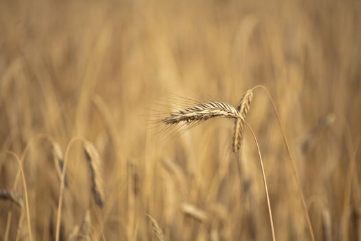 Fiel of wheat in the summer in denmark
