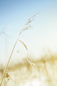 Close-up photo of the wheat covered by snow during the end of winter. Shallow depth of field for natural view