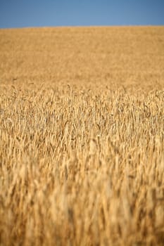 Fiel of wheat in the summer in denmark