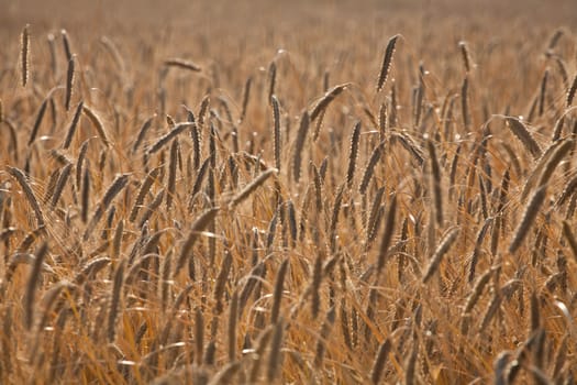 Fiel of wheat in the summer in denmark