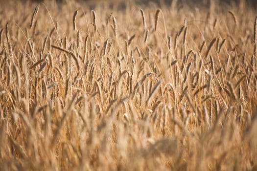 Fiel of wheat in the summer in denmark