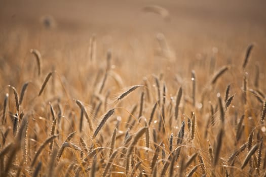 Fiel of wheat in the summer in denmark