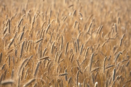 Fiel of wheat in the summer in denmark