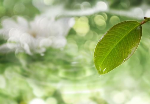 Close-up photo of the wet leaf on defocused green background with bokeh 