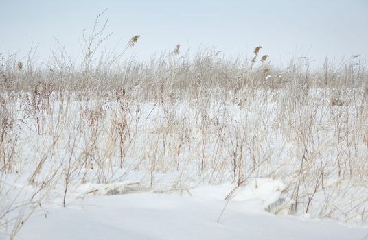 Winter steppe with grass coveed by snow. Horizontal photo