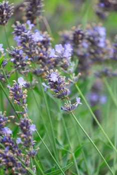 lavender flowers 