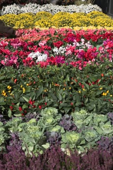 flowers on a market (focus on the red flowers iin the middle)