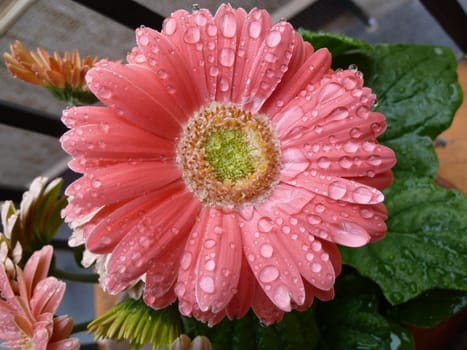 Beautiful gerbera flower head after the rain