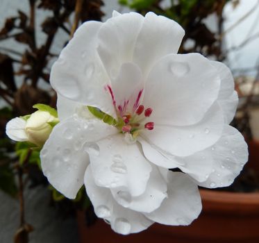 small white geranium flower lightly touched by the rain