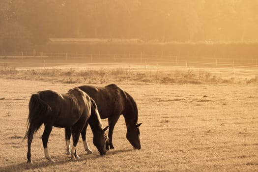 Vintage picture of two horse in a frozen prairie