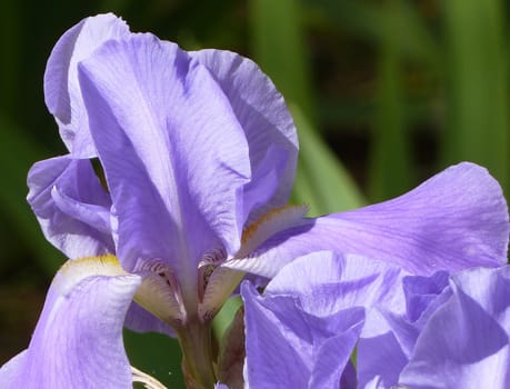 close up of lone purple iris on a spring day