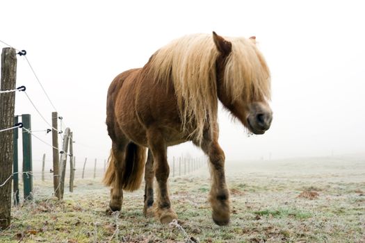 Vintage picture of a horse in a frozen prairie