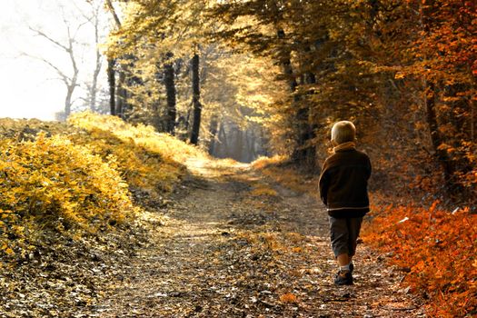 A young child walking in forest - autumn season