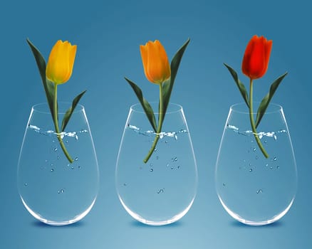 Three colorful Tulips in three transparent vases