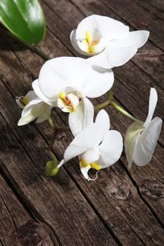 Spray of fresh white phalaenopsis orchids lying on a background of old weathered timber planks