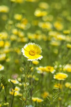 meadow at summertime - close up