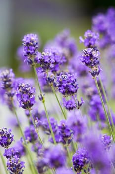 lavender flowers