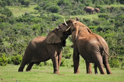 Two Elephants fighting in the Addo Elephant National Park, South Africa