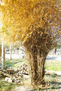 Bamboo  dried still stand alone.