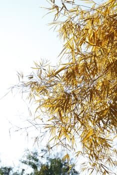 Image of Dried bamboo leaves.