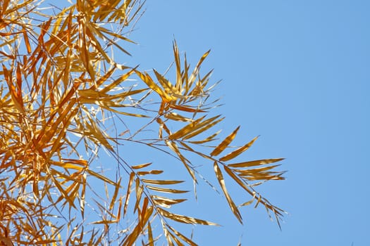 Image of Dried bamboo leaves with bleu sky.