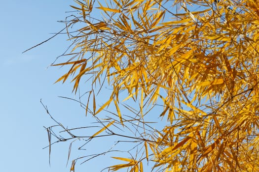 Image of Dried bamboo leaves with bleu sky.