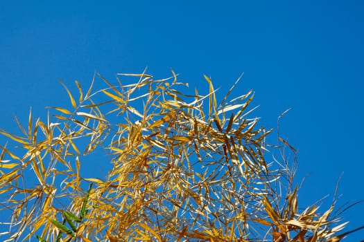 Image of Dried bamboo leaves with bleu sky.