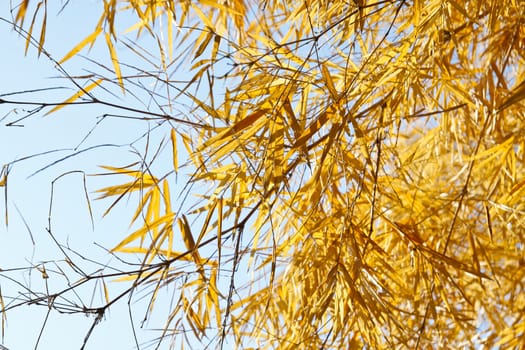 Image of Dried bamboo leaves.