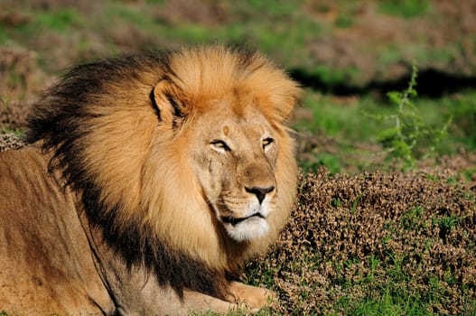A male Kalahari lion, panthera leo, in the Kuzuko contractual area of the Addo Elephant National Park in South Africa