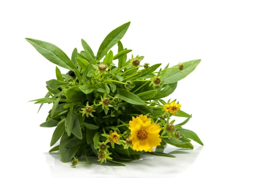 yellow daisy isolated on white with green leaves