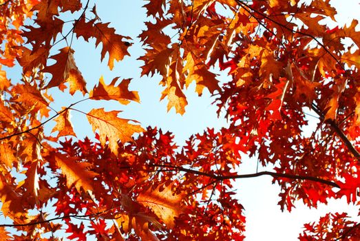 autumn leaves background in sunny day